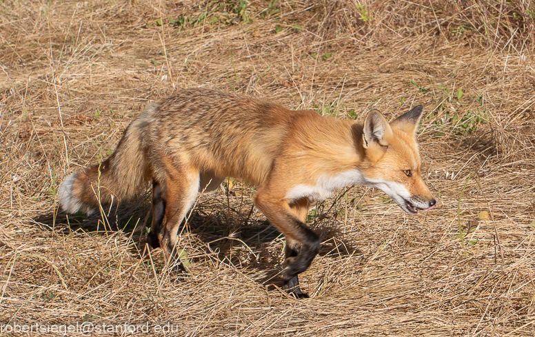 red fox